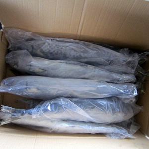 سمك الملك/سمك الماكريل الاسباني/سمك Seer - Product Image 3