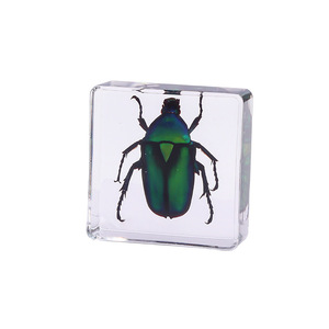 Aivi Nouvelle Arrivée Transfrontalière Serre-livres Carré en Résine Époxy avec Insecte, Aide Pédagogique pour Étudiants, Ornement Artisanal en Ambre avec Spécimen Animal - Product Image 4