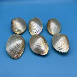 Concha <span class=keywords><strong>de</strong></span> mejillón <span class=keywords><strong>de</strong></span> perla <span class=keywords><strong>Natural</strong></span> <span class=keywords><strong>de</strong></span> Venta caliente caracola colorida pulida a mano para decoración del hogar Accesorios <span class=keywords><strong>de</strong></span> tiro - Product Image 5