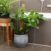Soporte para Plantas Personalizable y Resistente, Poste de Cultivo de Fibra de Coco y Musgo para Plantas de Interior, Exterior, Jardín y Granja