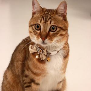 Collier de luxe élégant en polyester couleur café pour animaux de compagnie avec boucle de sécurité anti-étouffement, plusieurs styles pour chats et chiens - Product Image 1