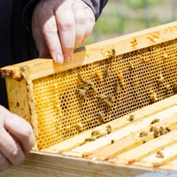 Ruche Langstroth en bois pour l'équipement d'apiculture, en pin/paulownia, 8 ou 10 cadres avec boîte profonde, prix abordable