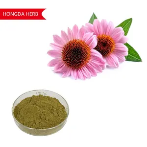 HONGDA 1% 2% 4% Chicoric Acid Echinacea Purpurea Extract Supplement Supplier