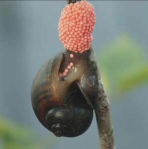 สารสกัดจาก de planta de TE saponina polvo 60% <span class=keywords><strong>Matar</strong></span> A lombriz de Tierra Para cesped fertilizante CAS 67-71-0 - Product Image 4