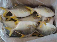 Pompano doré congelé Pomfret poisson Golden Pomfret WR
