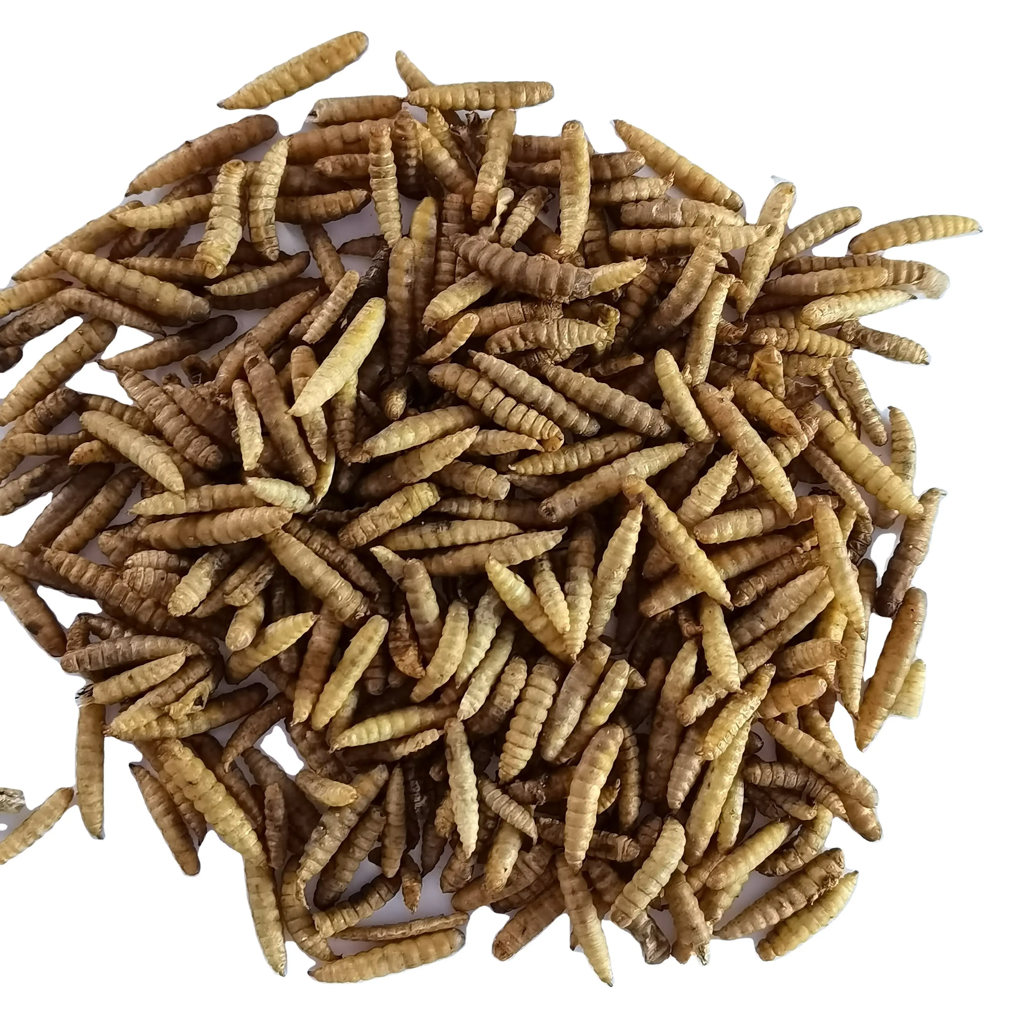 Microwave dried black soldier fly larvae for bird pet food