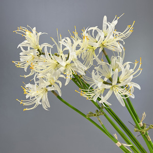 Yopin-2559 Artificielle <span class=keywords><strong>Higanbana</strong></span> <span class=keywords><strong>Fleur</strong></span> Décor À La Maison Soie Rouge Araignée Lys - Product Image 2