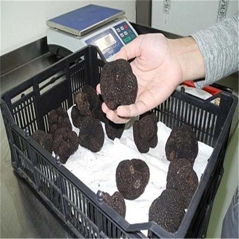 Китайские черные трюфели высшего класса