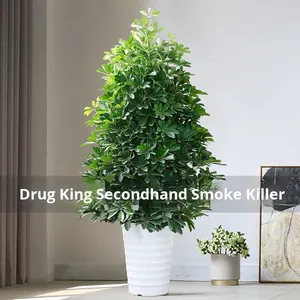 Lotus à sept feuilles en <span class=keywords><strong>pot</strong></span> à bec de canard, plante d'intérieur pour salon, absorbant le formaldéhyde, purifiant l'air, grande plante - Product Image 4