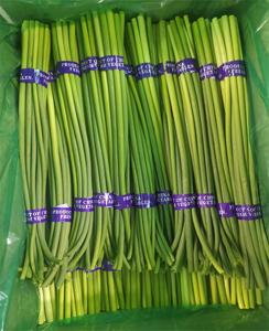 Nouvelle récolte de germes d'<span class=keywords><strong>ail</strong></span> frais de haute qualité chinois, tiges de germes d'<span class=keywords><strong>ail</strong></span> vert frais - Product Image 1
