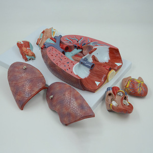 Matériel pédagogique médical en gros : Modèles du système respiratoire, des voies respiratoires, des poumons et du cœur ; Modèles du larynx humain, du système cardio-pulmonaire, etc. - Product Image 2