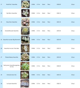 Hawworthia ไม้อวบน้ำขนาดเล็กเป็นมิตรกับสิ่งแวดล้อมที่แตกต่างกันของตกแต่งบ้านที่ทันสมัยมินิมอลของขวัญครบรอบความคิดสร้างสรรค์ - Product Image 6