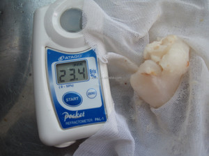 Produit <span class=keywords><strong>de</strong></span> gros bon marché litchi dénoyauté IQF pelé emballé en vrac litchi entier congelé IQF fruits congelés - Product Image 6