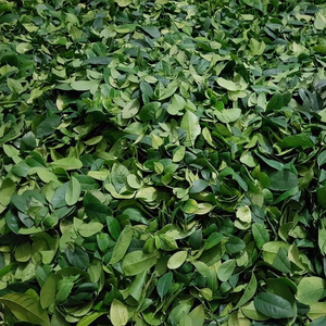 100% feuilles de citron vert séchées naturelles feuille de citron vert du Vietnam épices et herbes sèches feuille de citron vert Makrut/ANNA DO - Product Image 1