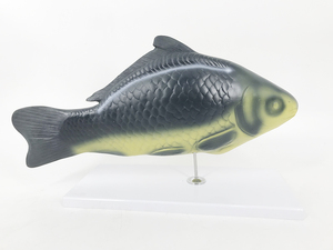 YA/B023 anatomia del pesce di dimensioni naturali e Torso campione di pesce per adulti per riferimento anatomico modello di anatomia del pesce - Product Image 3