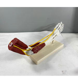 โมเดลกายวิภาคของกระดูกมนุษย์<span class=keywords><strong>กล้าม</strong></span><span class=keywords><strong>เนื้อ</strong></span>เอ็น<span class=keywords><strong>มือ</strong></span>ร่วมโมเดล - Product Image 2