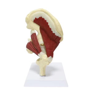 Articulation de la hanche avec distribution du modèle musculaire Musclé de haute qualité Modèle de <span class=keywords><strong>squelette</strong></span> de l'articulation de la hanche Science médicale - Product Image 1