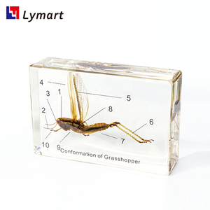 Espécimen de resina transparente langosta saltamontes Acridoidea uloc - Product Image 4