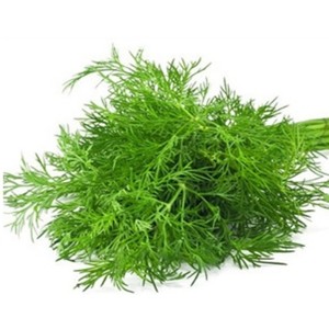 Extrait <span class=keywords><strong>de</strong></span> feuilles <span class=keywords><strong>de</strong></span> <span class=keywords><strong>fenouil</strong></span> en <span class=keywords><strong>poudre</strong></span>, entièrement hydrosoluble, haute pureté, grande quantité disponible - Product Image 2