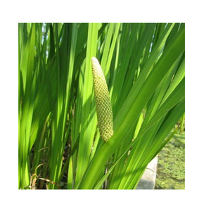 วัตถุดิบธรรมชาติรากวัชหวานแห้งเกรดอาหาร (Acorus Calamus) สำหรับชงชาและผลิตอาหาร - Product Image 4