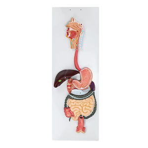Modèle du système digestif humain ; section transversale de l'appareil gastro-intestinal ; nasopharynx ; modèle d'anatomie gastrique ; proctologie : petit modèle et modèle de proctologie. - Product Image 2