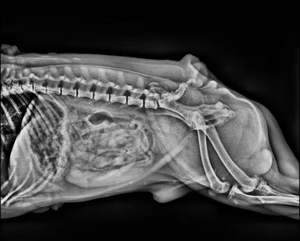 Sinar hewan <span class=keywords><strong>Digital</strong></span> untuk panduan radiografi dan diagnostik - Product Image 5