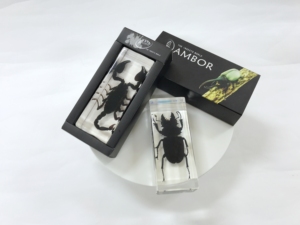 Vivid côn trùng chặn giấy thực Bug bảo quản trong <span class=keywords><strong>lucite</strong></span> acrylic cho tư nhân mẫu vật Bộ sưu tập Bảng trang trí Nhựa thủ công mỹ nghệ - Product Image 5