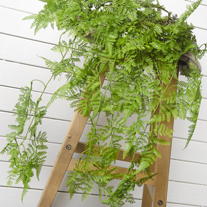 ช่อดอกไม้ปลอมสำหรับตกแต่งผนัง,ต้นสนใบเฟิร์น - Product Image 4