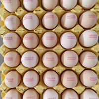 Imprimante automatique de dates pour œufs, machine de codage jet d'encre multi-têtes pour le numéro de lot, la date d'expiration et le traitement des œufs en coquille