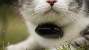 Tiên tiến ai thông minh Pet camera chống mất thiết bị với báo động <span class=keywords><strong>GPS</strong></span> định vị cho động vật nhỏ ngoài trời sử dụng phí pin - Product Image 2