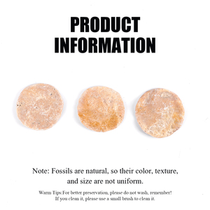 Especímenes geológicos de cristal natural de fósiles de nummulita al por mayor de alta calidad inspirados en la región mediterránea de estilo Feng Shui - Product Image 3