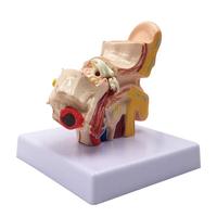 Modelo de Simulación de Oído Humano, Modelo de Oído de Escritorio, Tipo Anatomía Humana