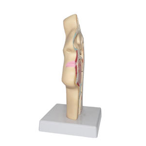 शरीर रचना विज्ञान मॉडल की नाक गुहा के शिक्षण मॉडल Otorhinolaryngology पैथोलॉजी मॉडल की नाक गुहा नाक मुंह की संरचना - Product Image 5