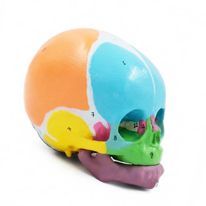 Nuevo Modelo Anatómico de Cráneo de Bebé a Color 1:1 2026, Modelo de Entrenamiento de Fontanela Ósea <span class=keywords><strong>Frontal</strong></span> Marcado Digitalmente para Enfermería Médica - Product Image 2