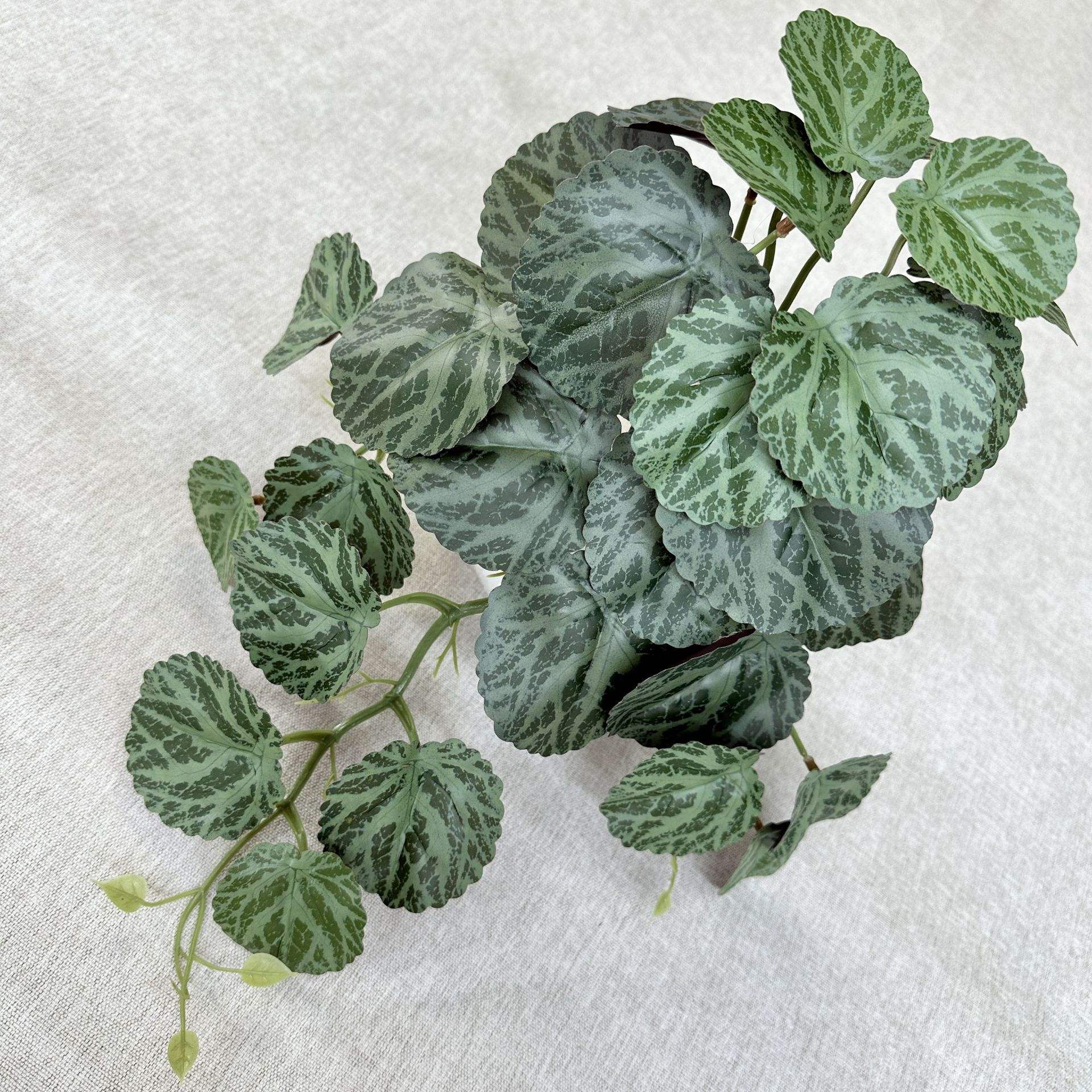 Feuille de béétel ronde verte