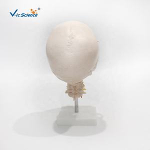 Modelo Anatómico de Cerebro de 8 Piezas Vic Science para Entrenamiento en Ciencias Médicas - Product Image 3