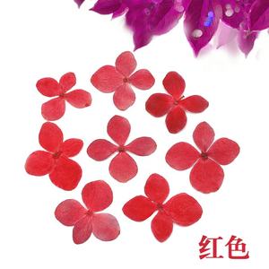 Flor prensada Real seca Hortensia - Product Image 4