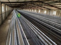 Cage à poules de type A galvanisée à chaud, 3 niveaux, haute résistance à la corrosion, prix direct usine, nouveauté, poulailler
