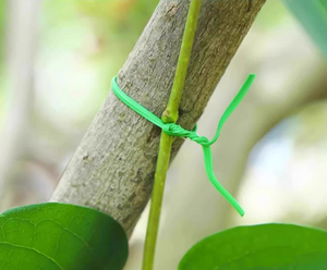 Attrezzo per Legatura con Nastro in PVC per Giardino, Resistente alla Ruggine, per Fissaggio Auto-Tagliante di Rose Rampicanti e Supporto per Fiori - Product Image 2