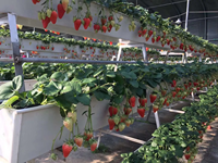 Gouttière en plastique pour culture de fraises sans sol