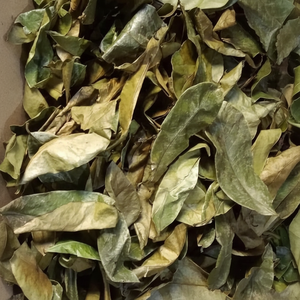 100% feuilles de corossol séchées au soleil naturelles du Vietnam herbes naturelles feuilles de Graviola de haute qualité avec arôme spécial meilleur fournisseur - Product Image 1