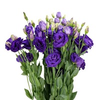 Bunga Eustoma Grandiflorum (Lisianthus) Segar Potong, Grosir Langsung, Paket untuk Dekorasi Pernikahan, Gentian