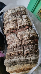 Ku Bai Ti, Champignon Chinois Herbal Amère Blanc (Fomitopsis officinalis), Séché, de Haute Qualité, Herbe Traditionnelle Chinoise, Plante Aromatique - Product Image 2