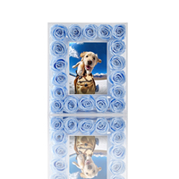 Acryl frame met echte, natuurlijke, eeuwigdurende geconserveerde rozen. Romantisch, tijdloos bloemherinnering voor bruiloften en speciale gelegenheden.