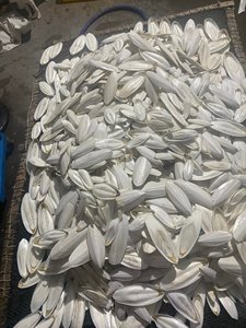 Os de seiche séchés en gros, poudre concassée, calcium naturel pour suppléments pour animaux de compagnie, prix bas, os de seiche de petite taille - Product Image 3