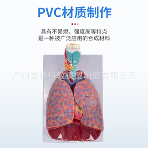 Modelo natural de garganta humana grande, corazón, pulmones y glándula tiroidea para la enseñanza del sistema respiratorio y de los órganos internos. - Product Image 1
