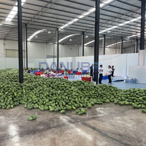 Nueva Línea de Producción para Secado, Limpieza y Corte de Melón de Invierno con Secador de Malla - Product Image 5