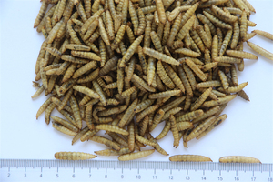 Venta al por mayor para fabricantes: Alimento profesional delicioso y de rápida digestión para aves, <span class=keywords><strong>gusanos</strong></span> grasos de 10 kg, 100% proteína natural en forma de pellets. - Product Image 3