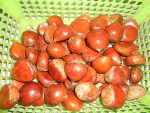 <span class=keywords><strong>Prix</strong></span> de gros de haute qualité bonne qualité <span class=keywords><strong>châtaigne</strong></span> chinoise fraîche - Product Image 5