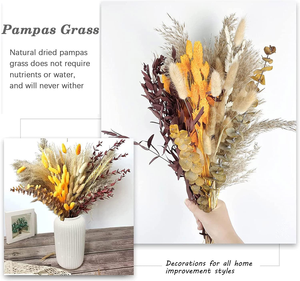 Dried Flowers Dry <strong>Pampasgrass</strong> Decoration Natural Pampas Grass Bouquet for Home Bohemian Autumn - Product Image 5